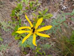 Imagem de Phoebanthus grandiflora (Torr. & A. Gray) Blake