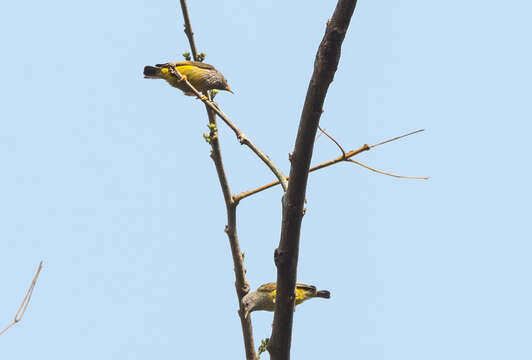 Image of Pholidornis Hartlaub 1857