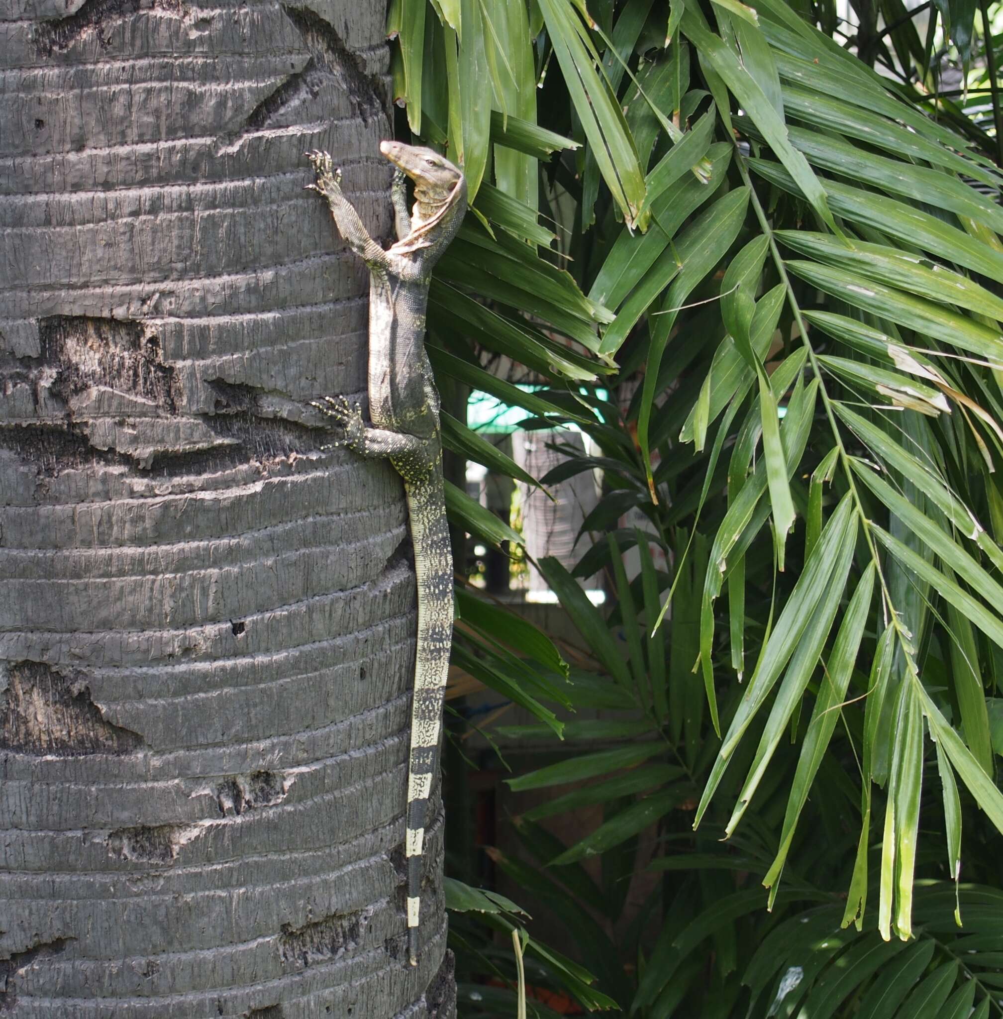 Image of Varanus salvator macromaculatus Deraniyagala 1944