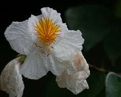 Image of Bauhinia uruguayensis Benth.