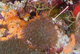 Image of red-mouth mushroom anemone