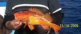 Image of Starry rockfish