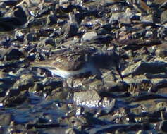 Sivun Calidris alpina arctica (Schiøler 1922) kuva