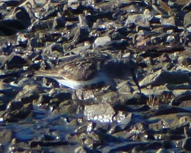 Image of Calidris alpina arctica (Schiøler 1922)