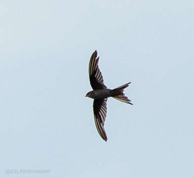 Image of Palm swift