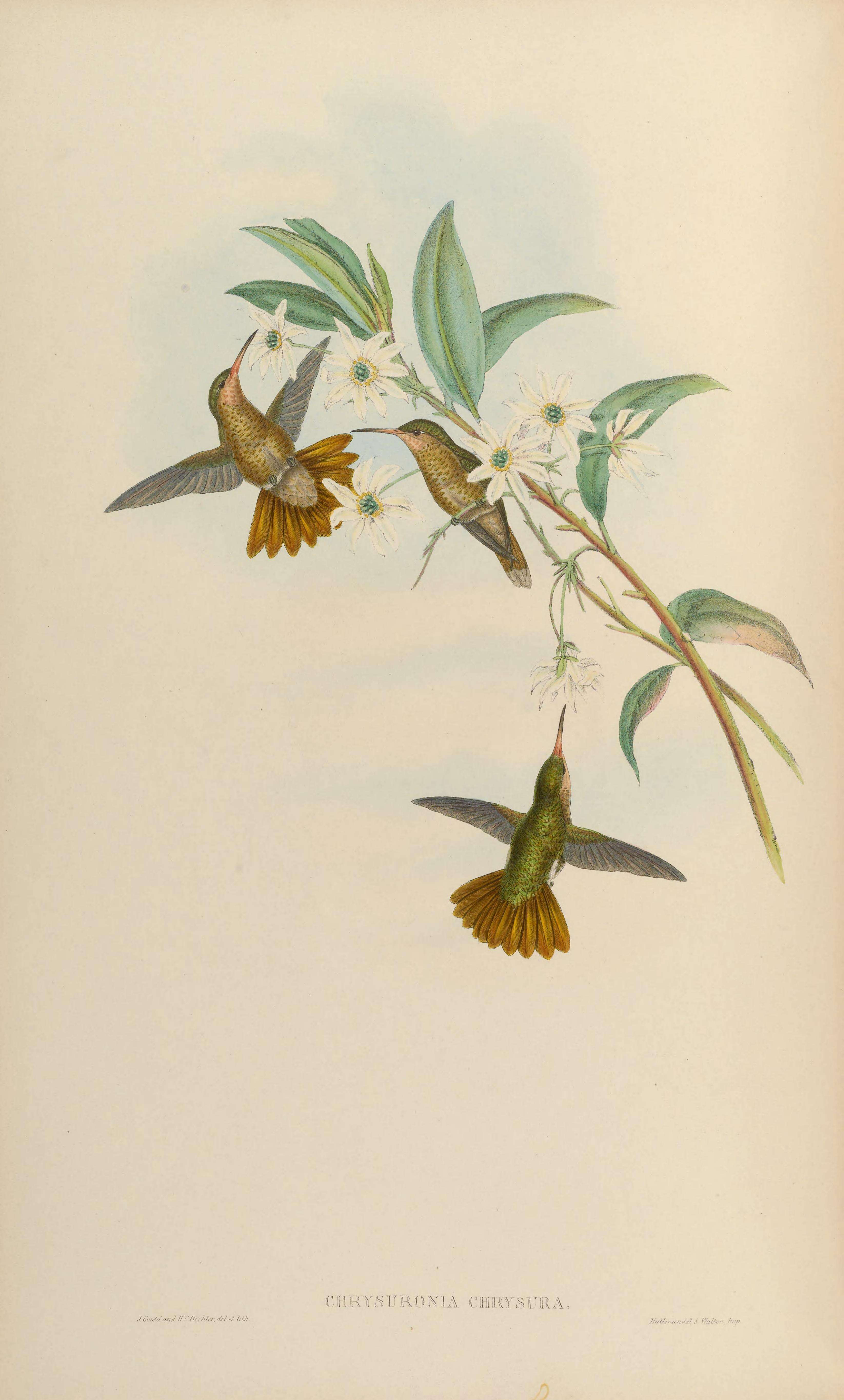 Plancia ëd Hylocharis Boie & F 1831