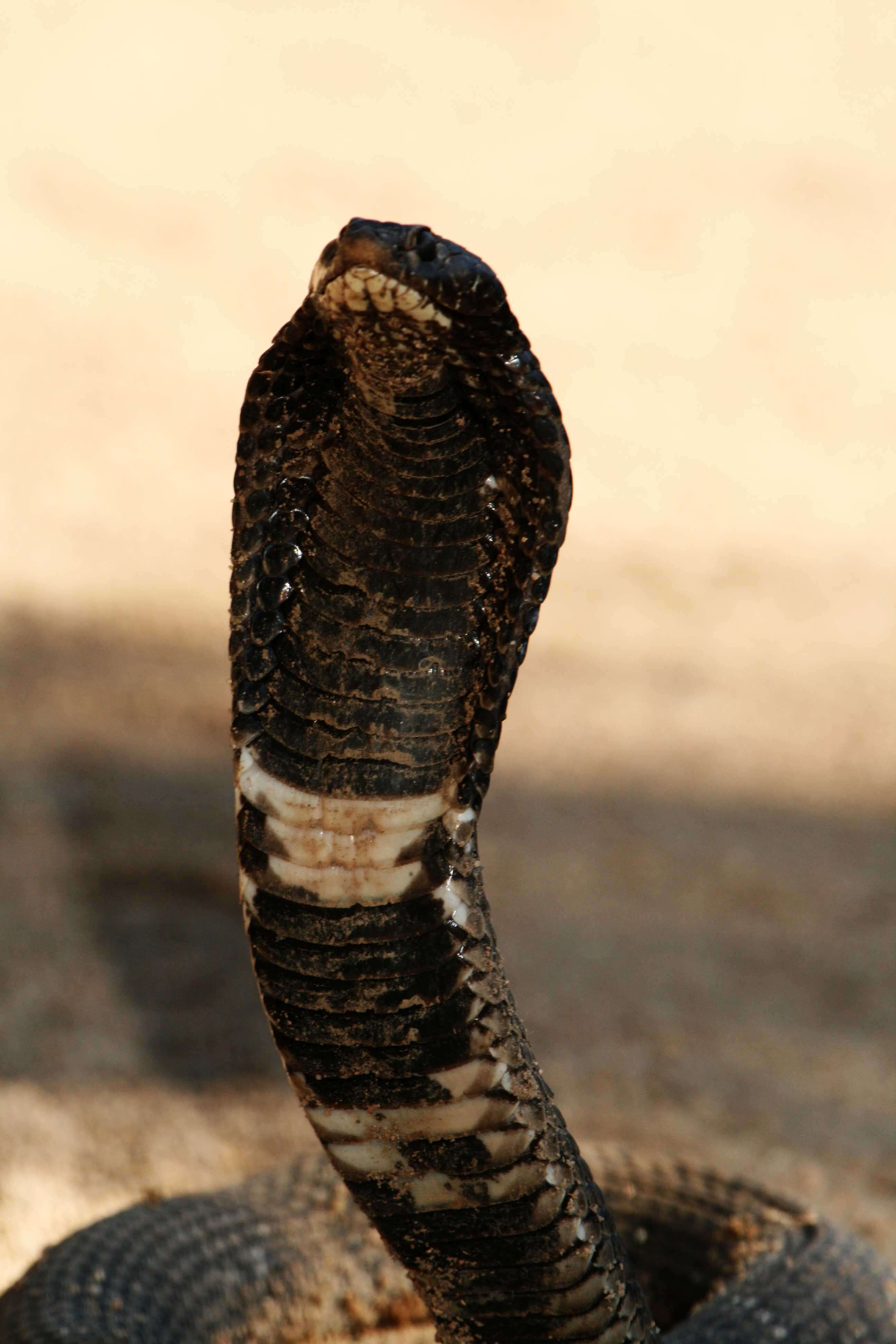 Image of Hemachatus Fleming 1822