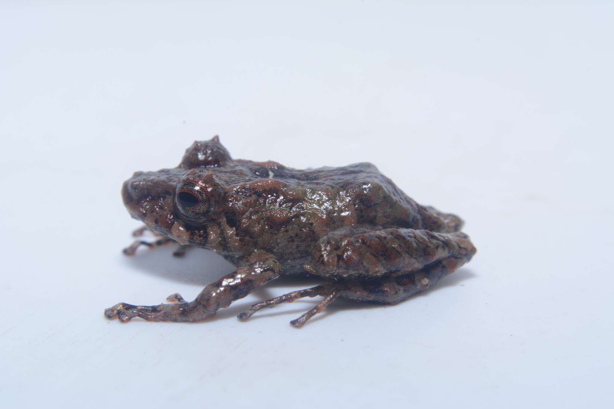 Image of Pristimantis prolatus (Lynch & Duellman 1980)