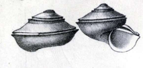 Anatoma umbilicata (Jeffreys 1883) resmi