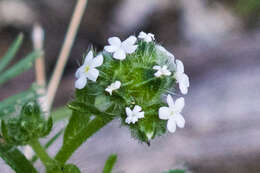 Plancia ëd Cryptantha pterocarya var. cycloptera (Greene) J. F. Macbr.