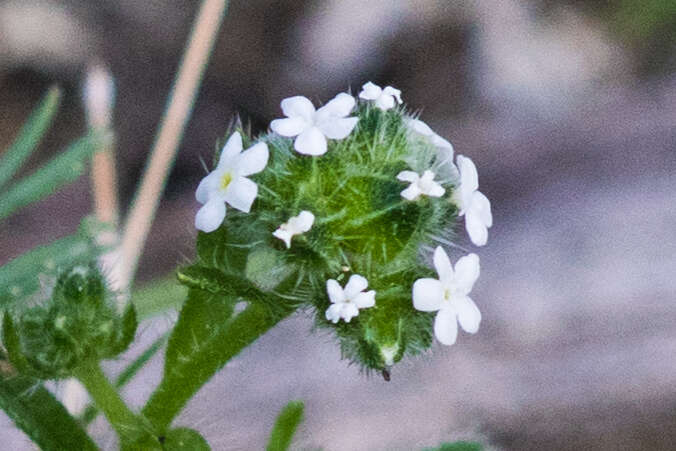 Image of wingnut cryptantha