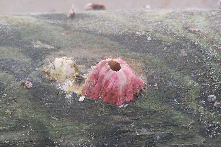 Image of titan acorn barnacle