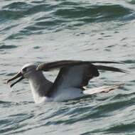 Image of Atlantic Yellow-nosed Albatross