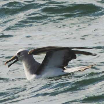 Sivun hoikka-albatrossi kuva