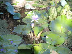 Image of tropical royalblue waterlily