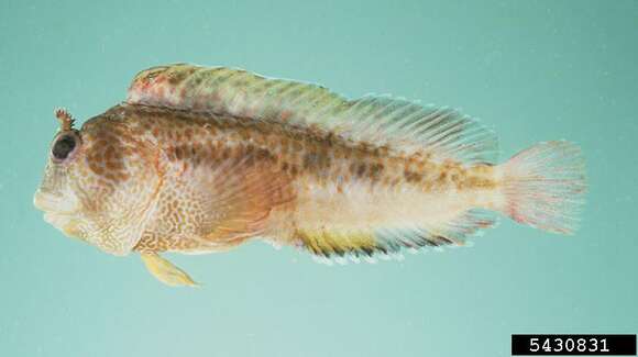 Image of Tasseled Blenny