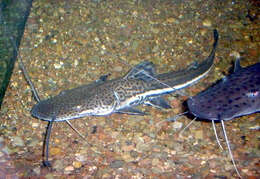 Image of Firewood catfish