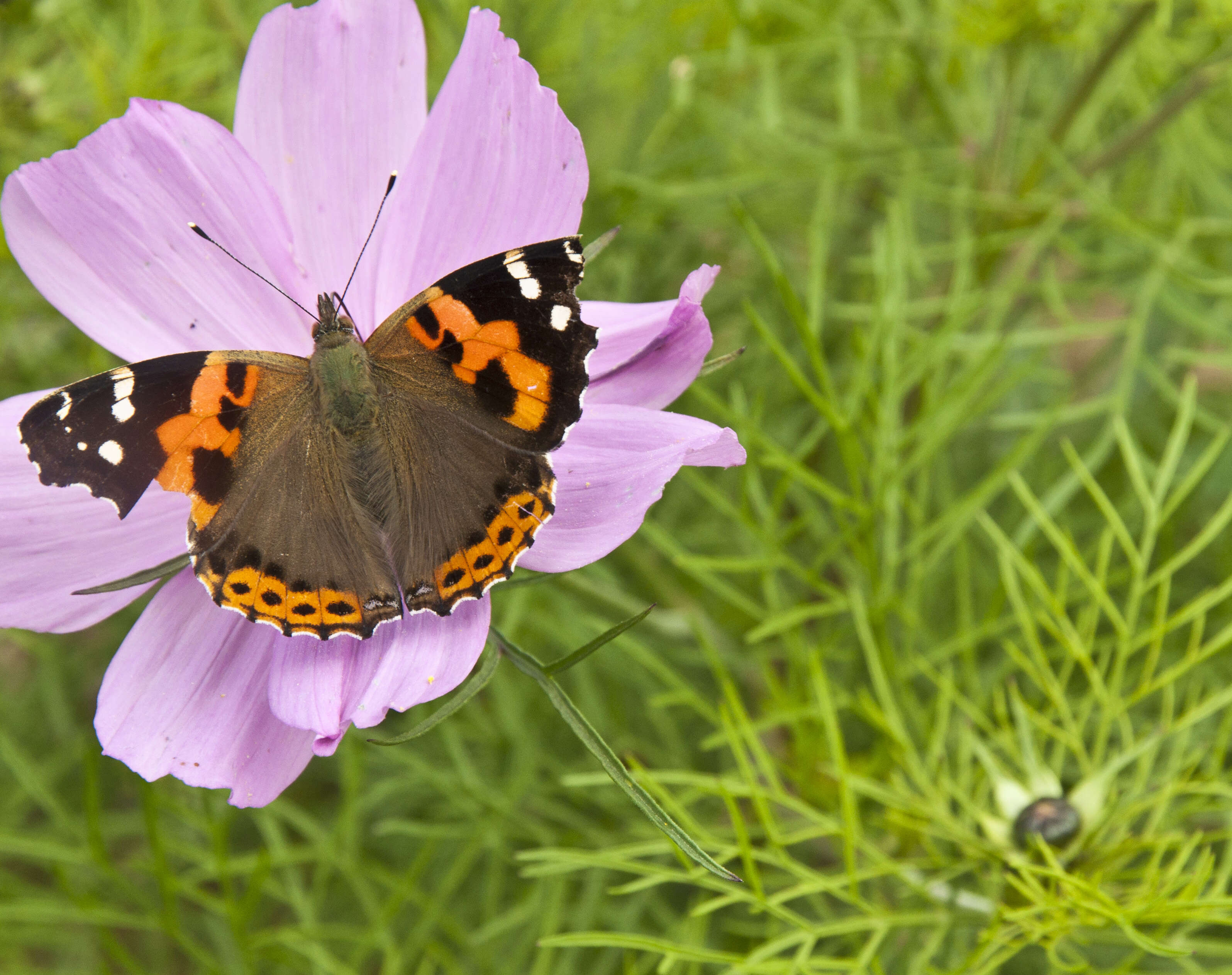 Image of Asian Admiral