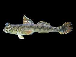 Image of Barred mudskipper