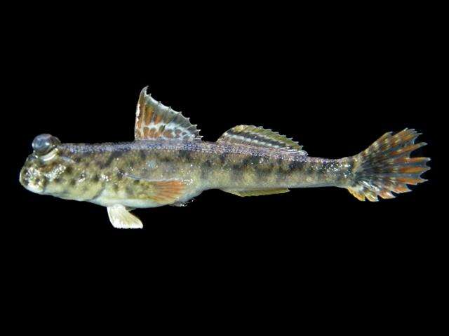 Image of Barred mudskipper