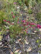 Image de Boronia nematophylla F. Müll.