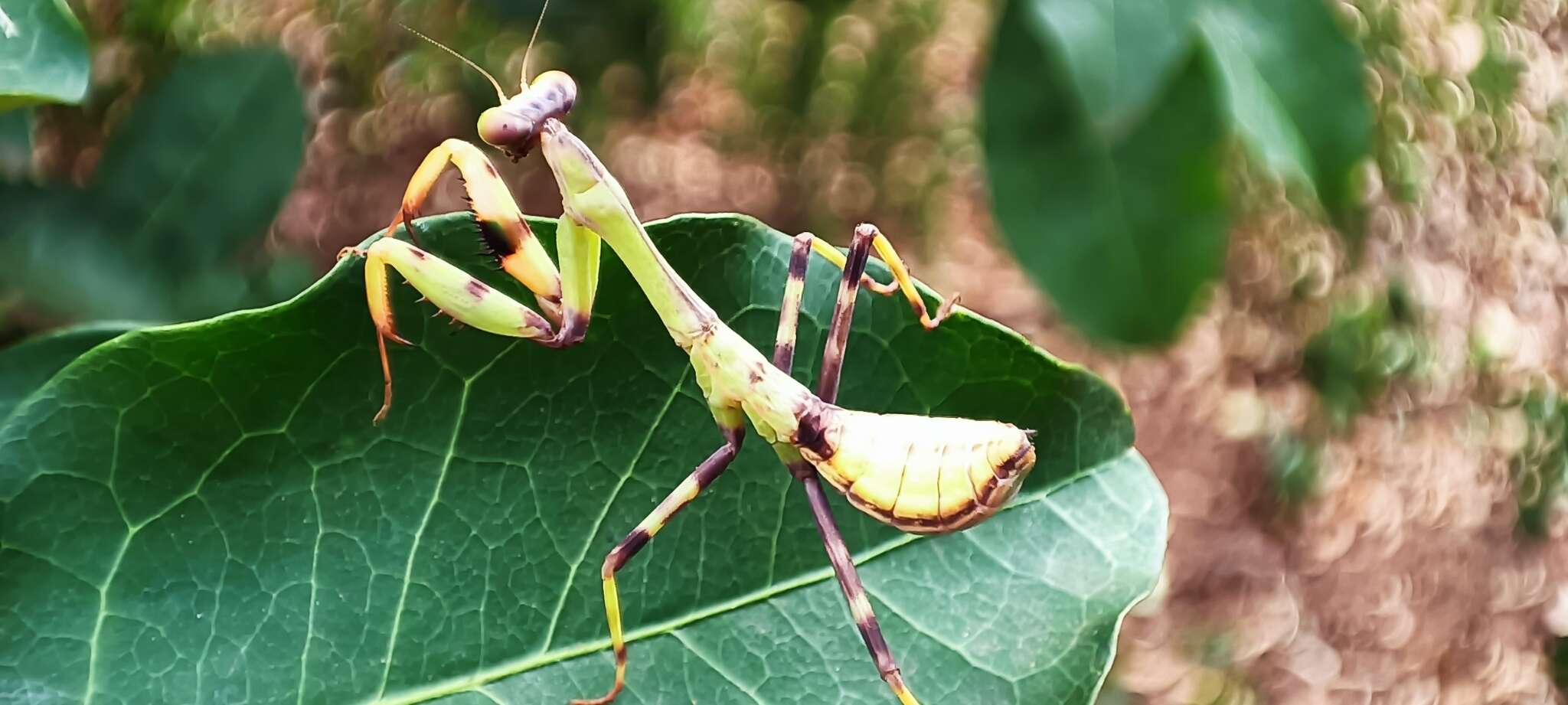 Image of Stagmatoptera reimoseri Beier 1929