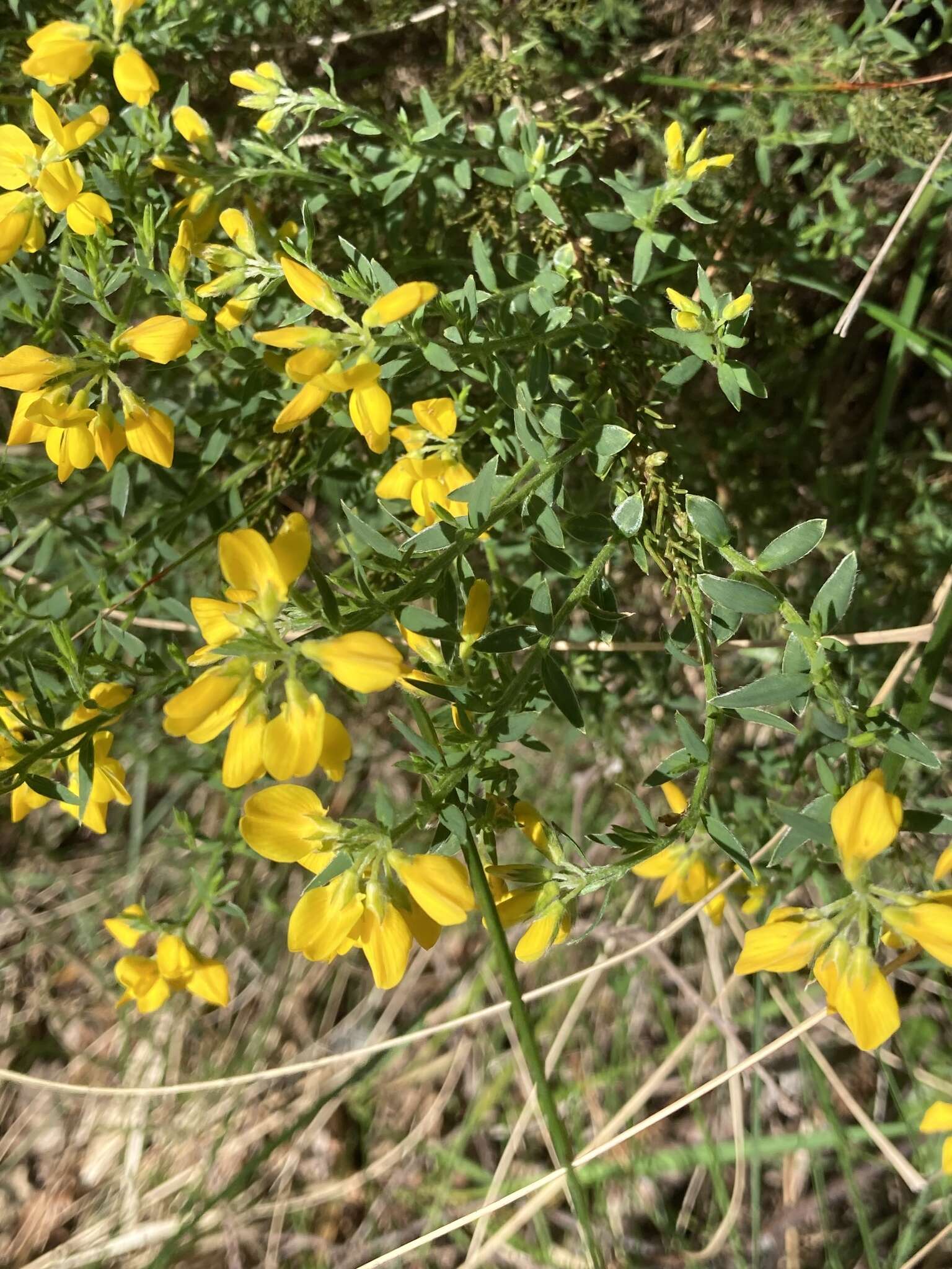 Plancia ëd Genista hispanica subsp. occidentalis Rouy