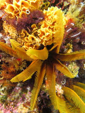 Image of elegant feather star