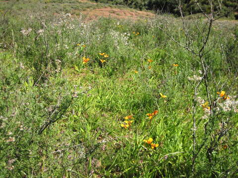 Image of Moraea tulbaghensis L. Bolus