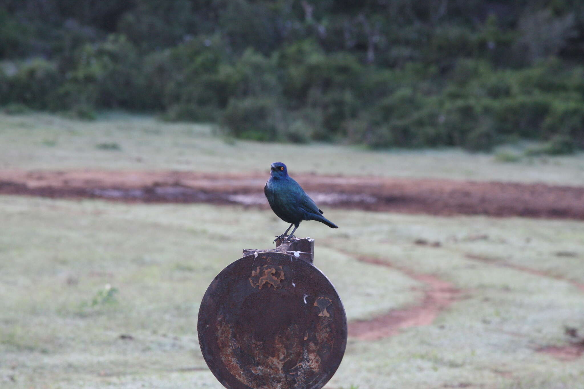 Image of Cape Glossy Starling