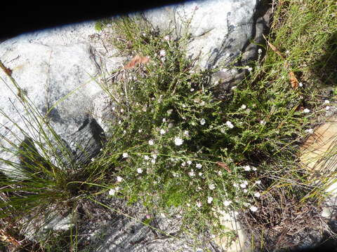 Image of Metalasia divergens subsp. fusca P. O. Karis
