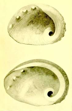 Image de Haliotis pourtalesii Dall 1881