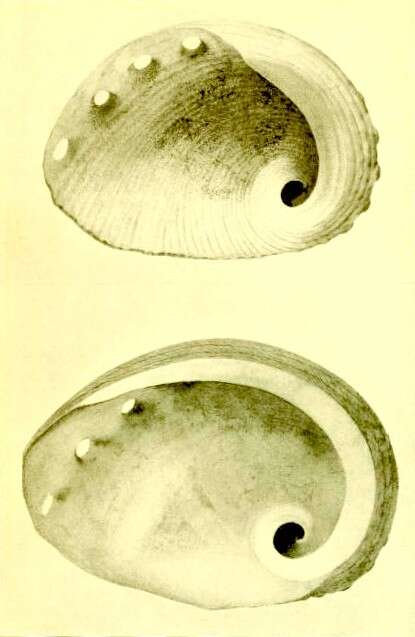Image of Haliotis pourtalesii Dall 1881