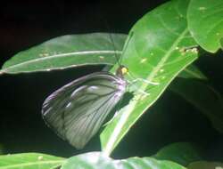 Image of Pareronia ceylanica (Felder & Felder (1865))