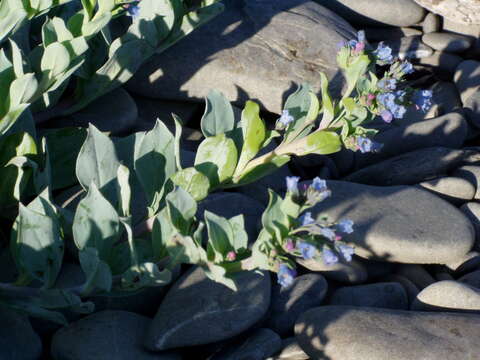 Mertensia maritima (L.) S. F. Gray resmi