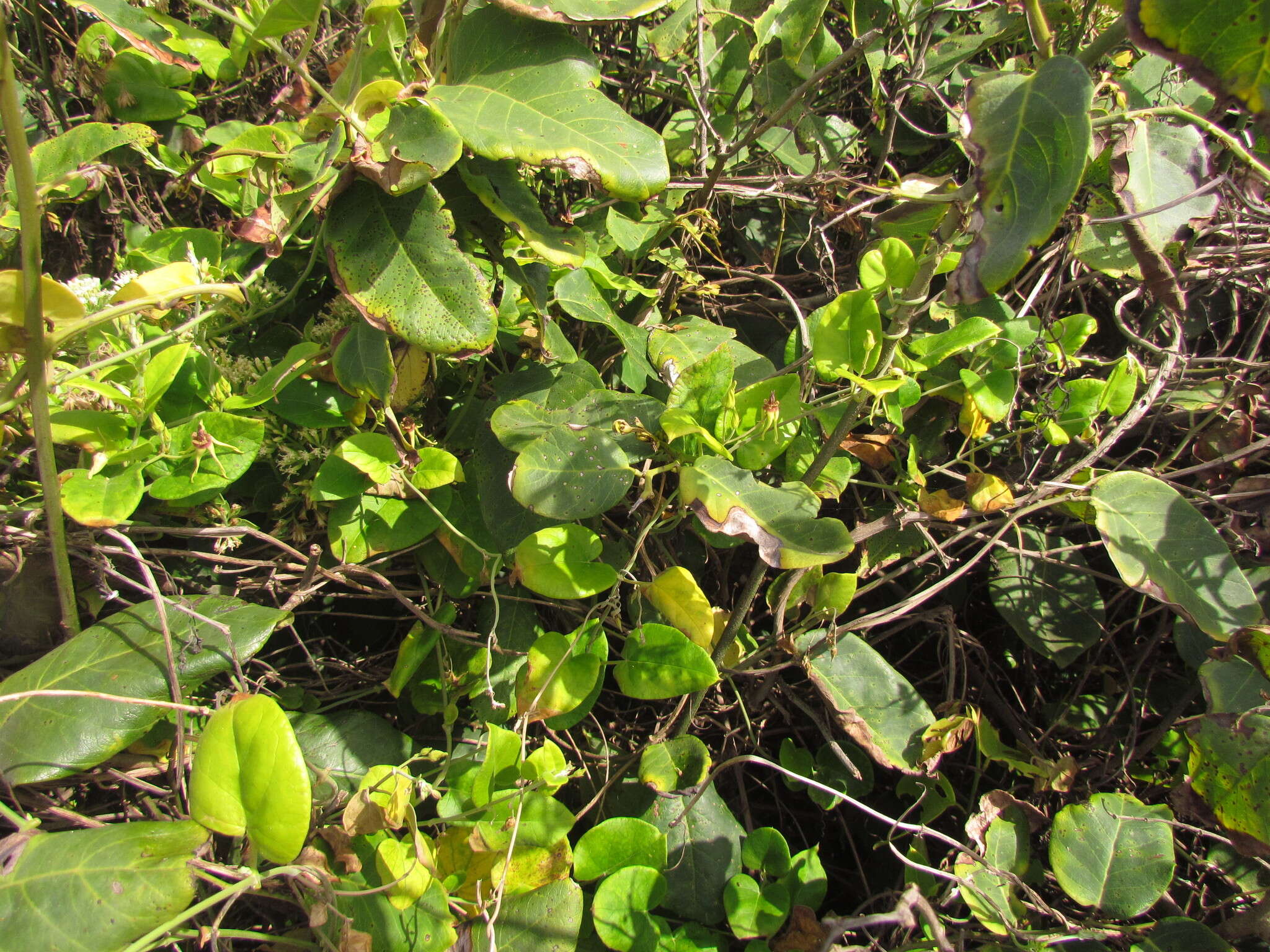 Image of Oxypetalum banksii Schult.