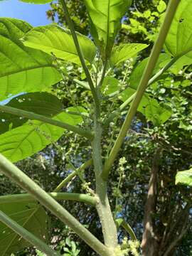 Image of Claoxylon indicum (Reinw. ex Blume) Hassk.