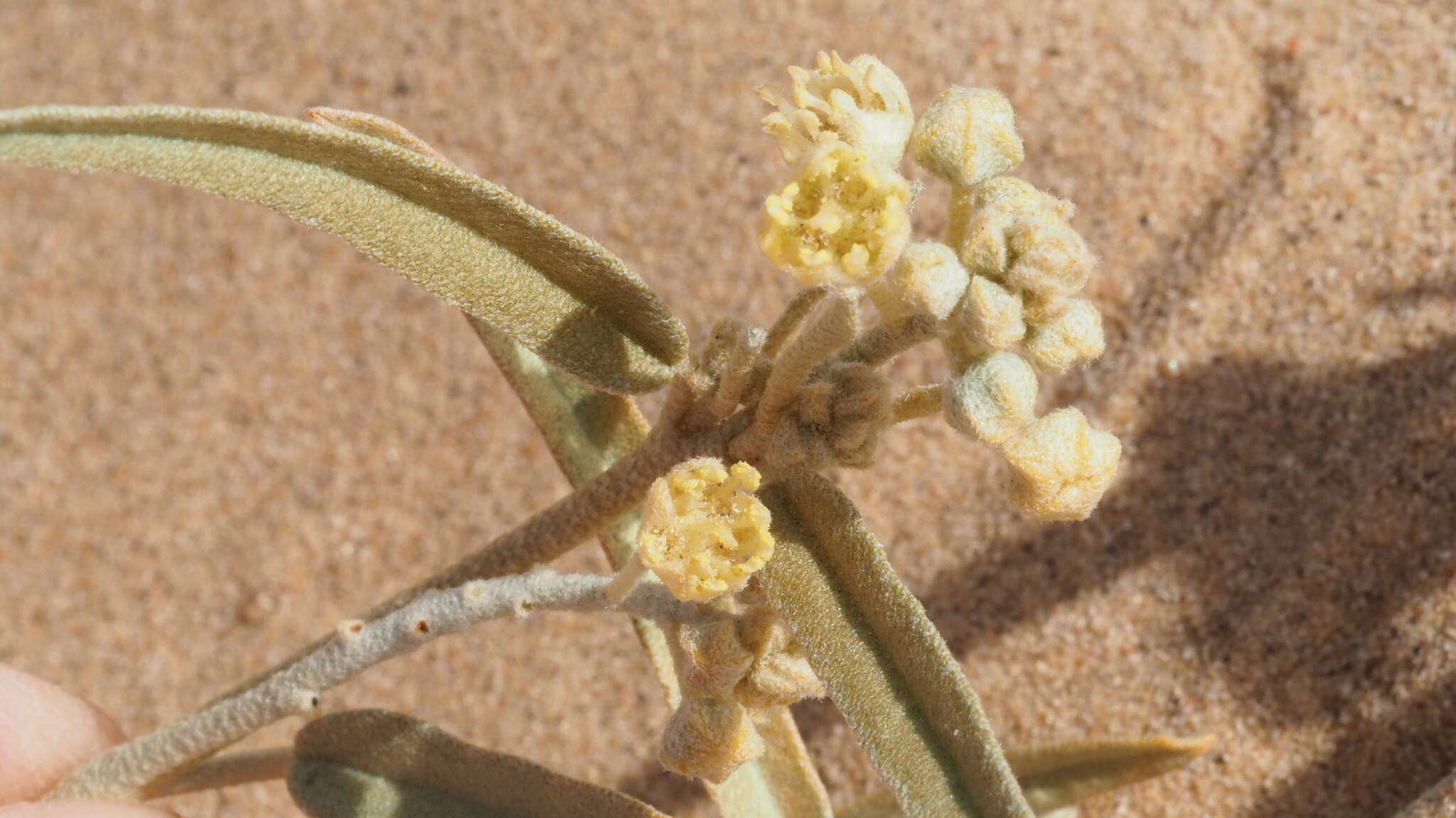 Imagem de Croton wigginsii L. C. Wheeler