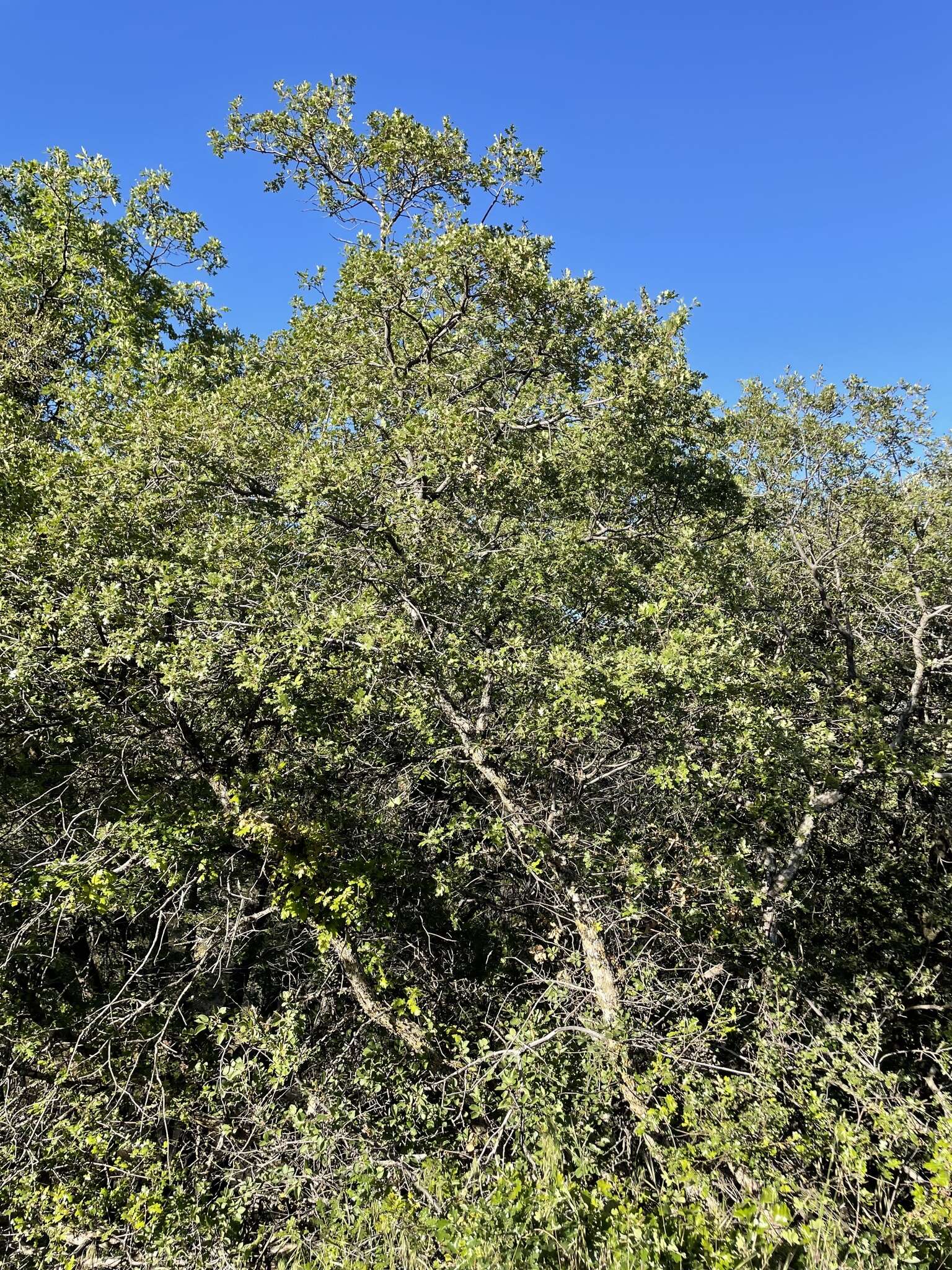 Image of Oregon white oak