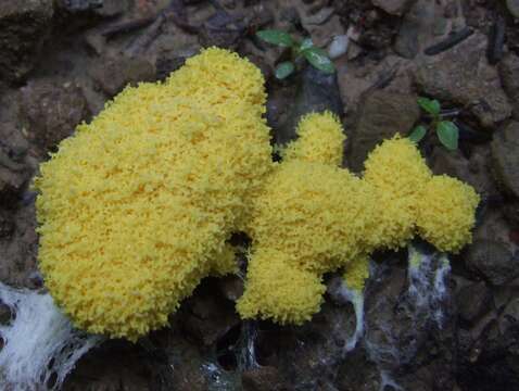 Image of Dog vomit slime mold