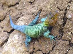 Image of Guatemalan Emerald Spiny Lizard