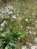 Image of Iris lortetii var. samariae (Dinsm.) Feinbrun