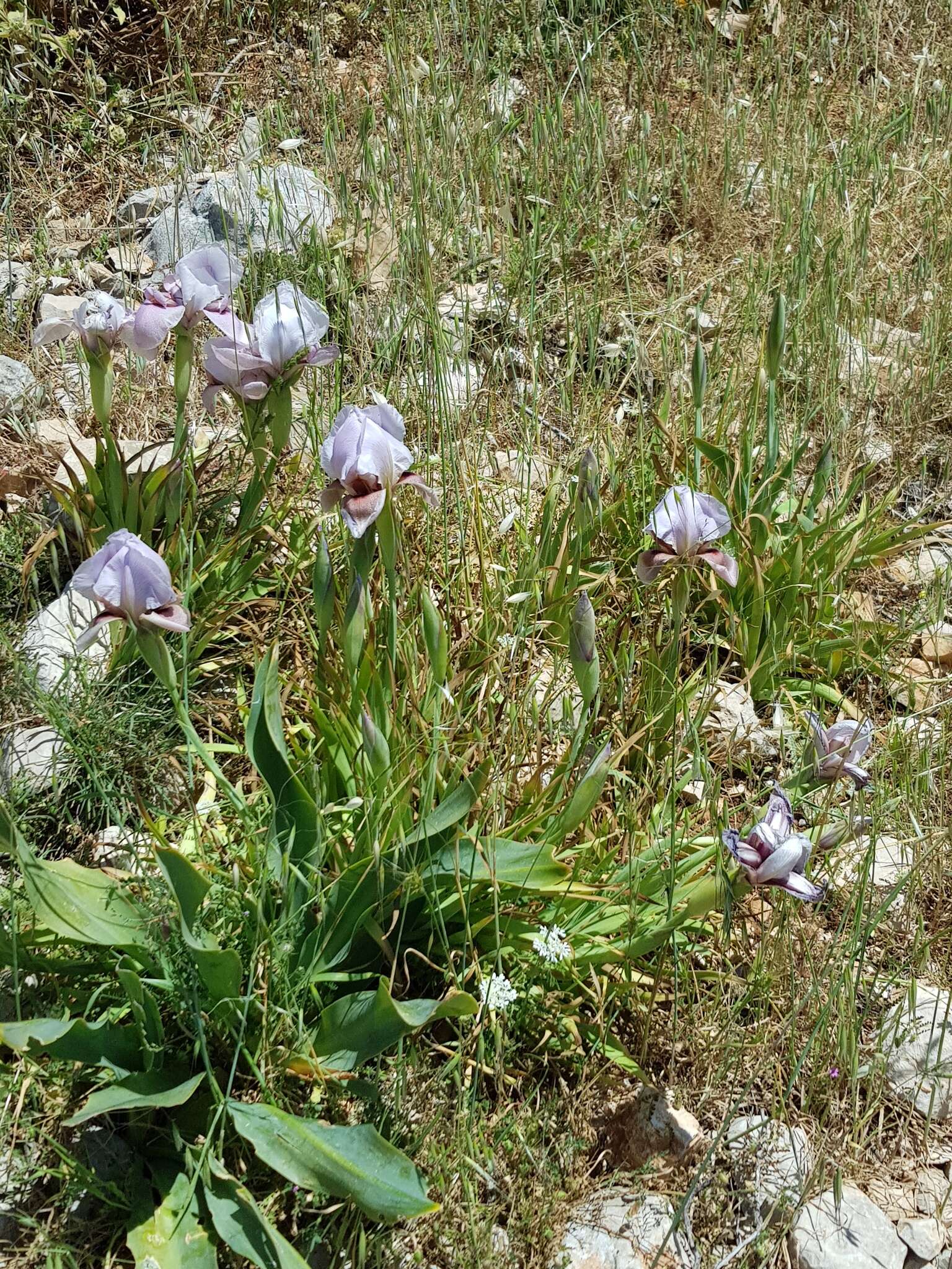 Image of Iris lortetii var. samariae (Dinsm.) Feinbrun