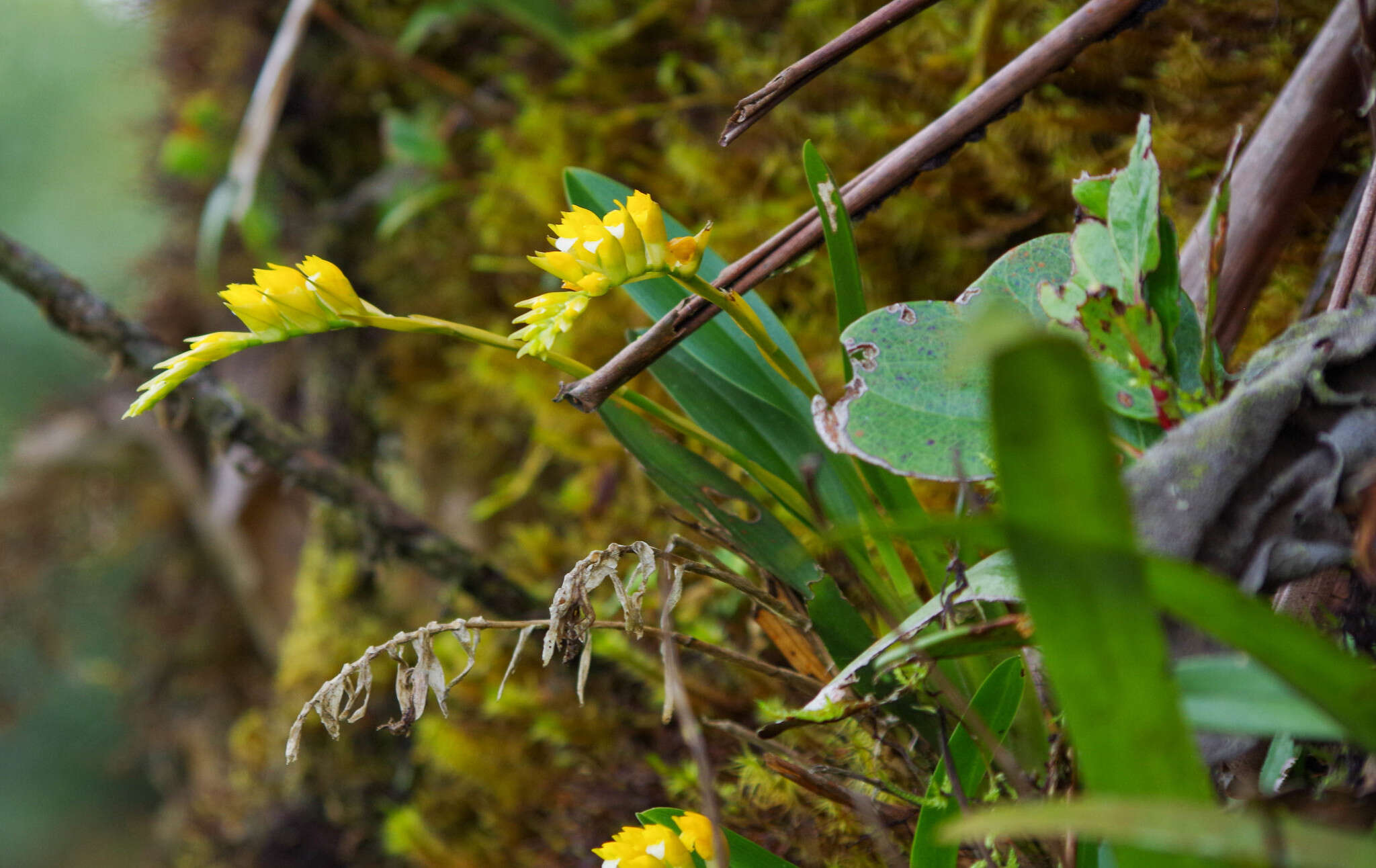 Image of Brassia andina (Rchb. fil.) M. W. Chase