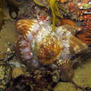 Image of Banded eyestalk hermit crab