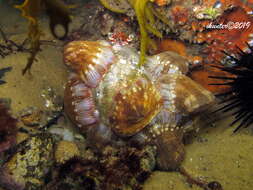 Image of Banded eyestalk hermit crab