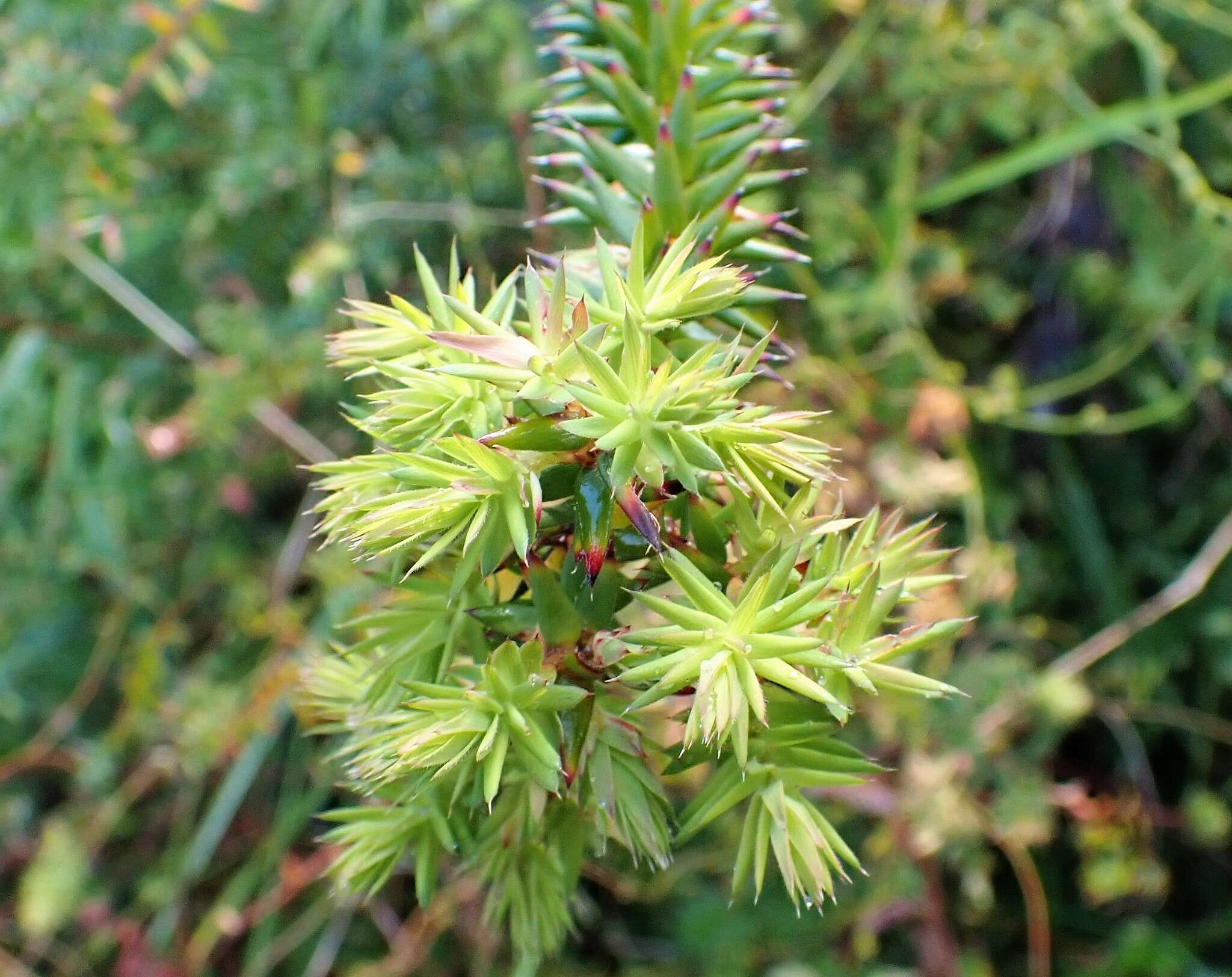 Sivun Acrotriche fasciculiflora (Regel) Benth. kuva