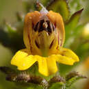 Imagem de Euphrasia minima Jacq. ex DC.