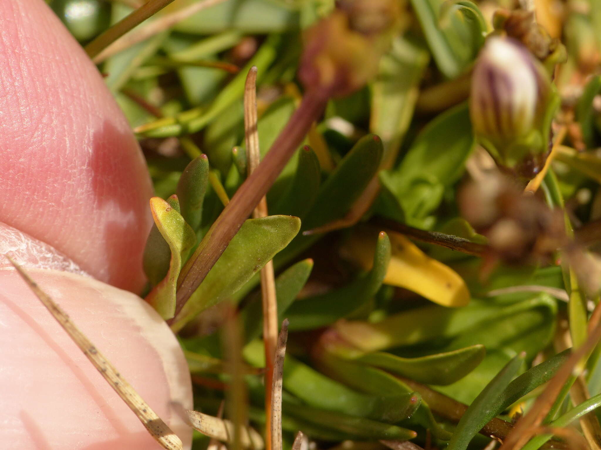 Image of Gentianella limoselloides (Kunth) Fabris