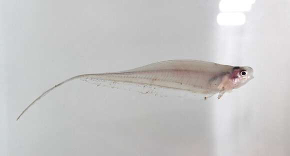 Image of glass knifefishes